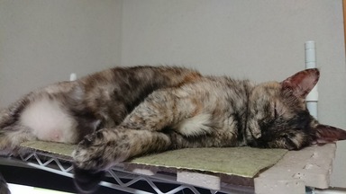 ネコ