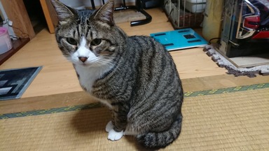 猫