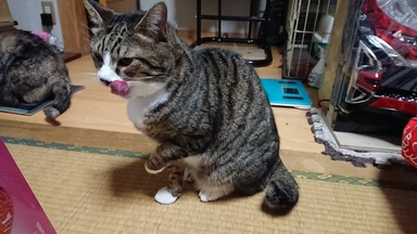 猫