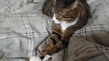 猫