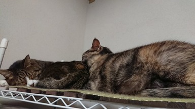 猫