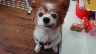 犬