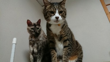 猫