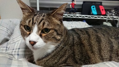 猫