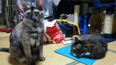猫20160929_011656