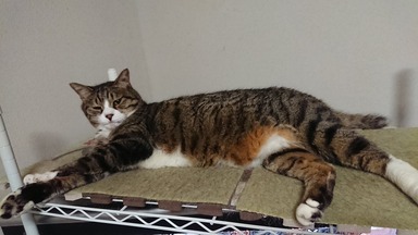 猫