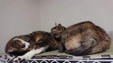 猫