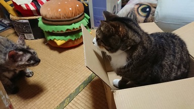 猫