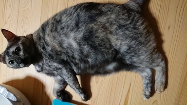 猫