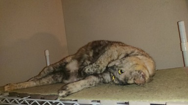 猫