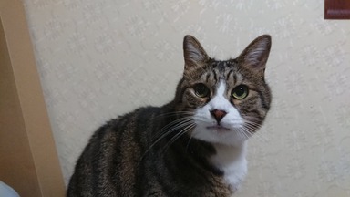 猫