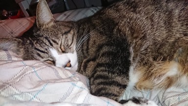 猫