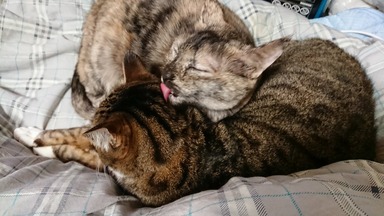 猫