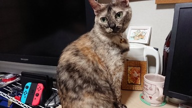 猫
