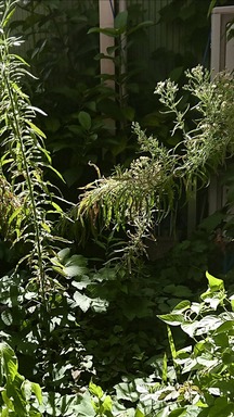 草