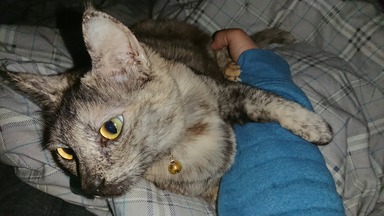 猫