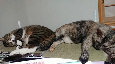 猫