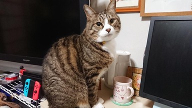 猫
