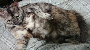 猫