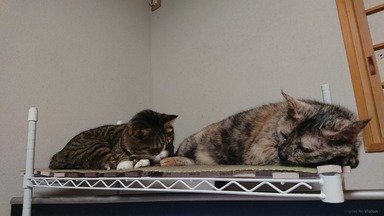 猫