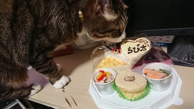猫
