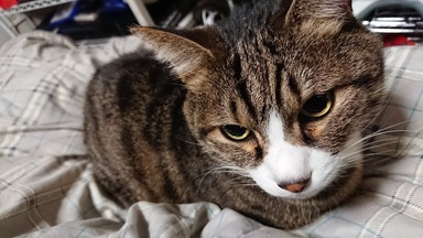 猫