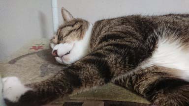 猫