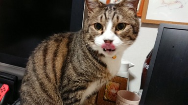 猫