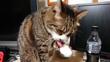 猫