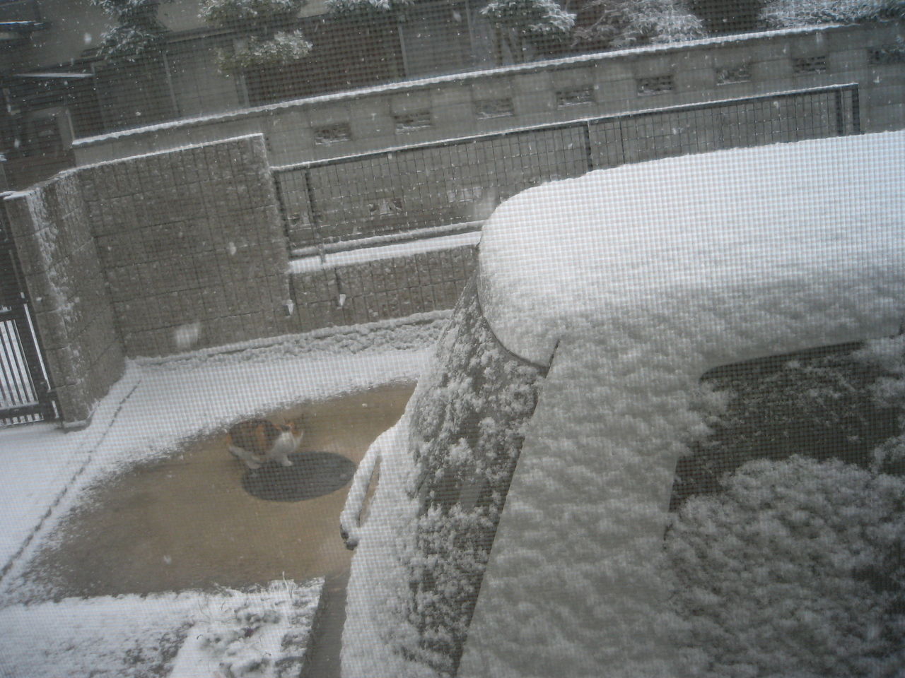 積雪 026