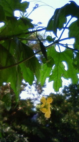 201107220656001