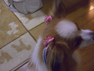 1106146a.jpg