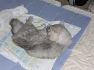 �ҥ饫��Ҥ��ꥸ����ޥå�