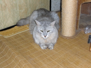 ニャーゴロウ1