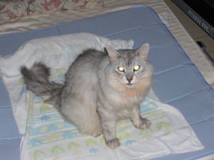 �ҥ饫��Ҥ��ꥸ����ޥå�