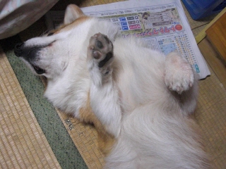 inu2