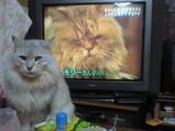 �ǥ塼���ȣ�����å�