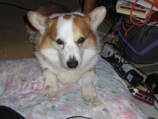 inu5