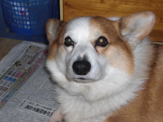 inu1