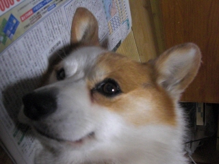 inu3