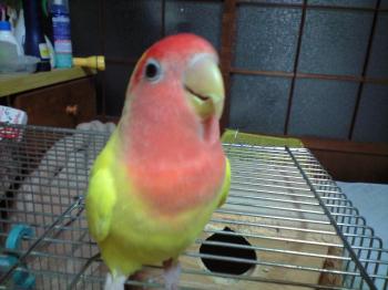 黄色いインコ