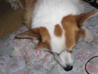 inu4