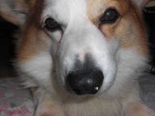 inu6