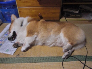 inu0