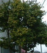 木