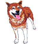 犬