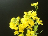 菜の花