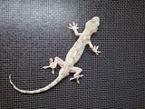 ニホンヤモリ