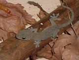 ヤモリ