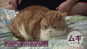 neko20
